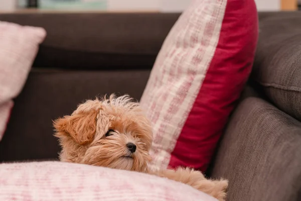 Close-up of a small fluffy maltipoo dog lying on a pillow on the couch looks funny with interest at the viewer, half toy poodle, half Maltese, funny pet of the whole family