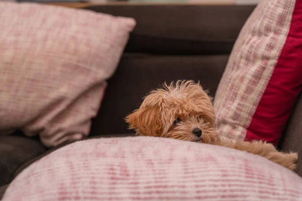 Close-up of a small fluffy maltipoo dog lying on a pillow on the couch looking to the right side, half toy poodle, half Maltese, funny pet of the whole family