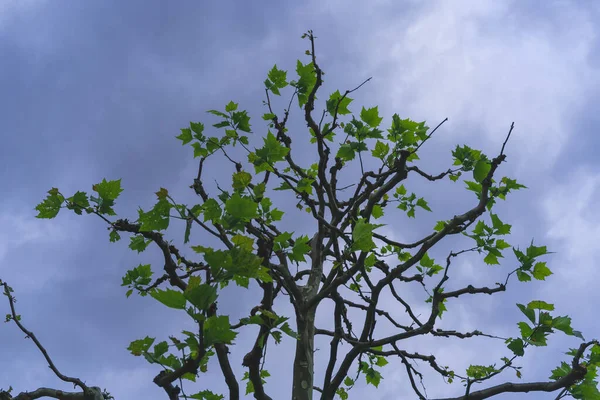 今年5月 在列支敦士登 一棵修剪得很茂密的枫树的枝头上 长出了嫩绿的叶子 与蓝云的天空形成了鲜明的对比 这是一种修剪树木的风格 — 图库照片