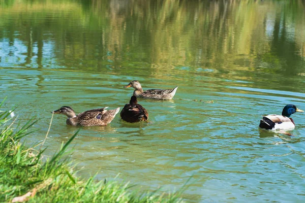 Güneşli bir günde sakin bir gölette yüzen dört vahşi ördeğe yakın çekim, doğal arka plan.
