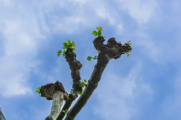 5月に大きな剪定されたカエデの木の枝にクローズアップし 若い緑の葉は青い曇りの空 生命の春の再生 バドゥスのリヒテンシュタインの首都の木の剪定スタイルに対して成長します — ストック写真