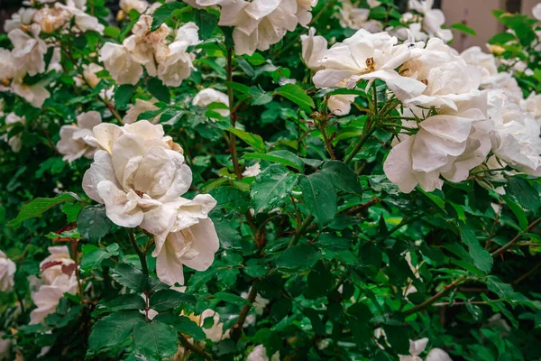 Bush White Roses Raindrops Cloudy Spring Morning Monastery Courtyard Natural — Stock Photo, Image