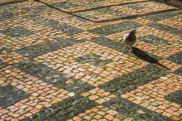 Een Eenzame Duif Een Middeleeuws Geplaveid Plein Het Natuurlijke Licht — Stockfoto