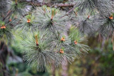 Bir çam dalının iğnelerine yakın plan yağmur damlaları. Seçici odak, bulanık arka plan, yaz yağmurlu sabah atmosferi. Boşluğu kopyala