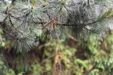 Bir çam dalının iğnelerine yakın plan yağmur damlaları. Seçici odak, bulanık arka plan, yaz yağmurlu sabah atmosferi. Boşluğu kopyala