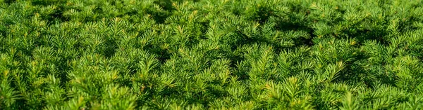 Szilárd Szőnyeg Zöld Tűlevelű Egyenletesen Nyírt Ágak Hátsó Esti Napfény — Stock Fotó
