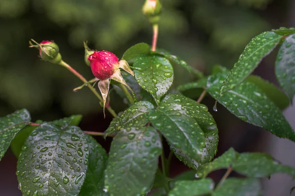 Botão Uma Rosa Escarlate Florescente Folhas Verdes São Cobertas Gotas — Fotografia de Stock
