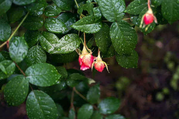 Visão Superior Botão Uma Rosa Escarlate Florescente Folhas Verdes Cobertas — Fotografia de Stock