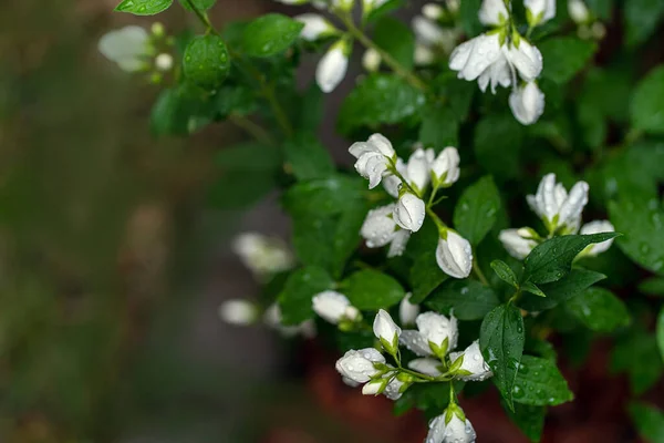 Flores Brancas Frescas Folhas Verdes Jasmim Fecham Com Gotas Chuva — Fotografia de Stock