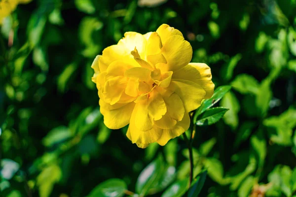 Вибірковий Фокус Жовтої Троянди Розмитому Фоні Зеленого Листя Промінь Сонячного — стокове фото