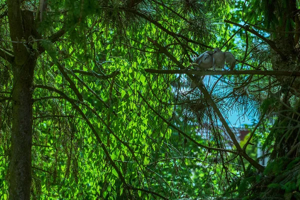 Orman Güvercini Columba Palumbus Birbirini Seven Iki Güvercin Insanlardan Uzakta — Stok fotoğraf