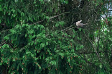 Güvercin Columba palumbus bir ağaç dalında ağaç güvercini doğal yaşam alanında bir yaz sabahı, ormanda ihtiyatlı bir kuş, insanlardan ve büyük hayvanlardan saklanıyor.