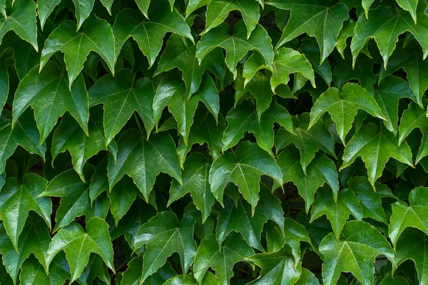 Natural green background from green leaves of decorative grapes in the open space. Background image of fresh leaves, natural color of grape leaves in daylight, copy space