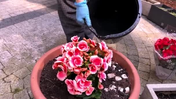 Terraço Uma Menina Balde Preto Derrama Água Uma Flor Begônia — Vídeo de Stock