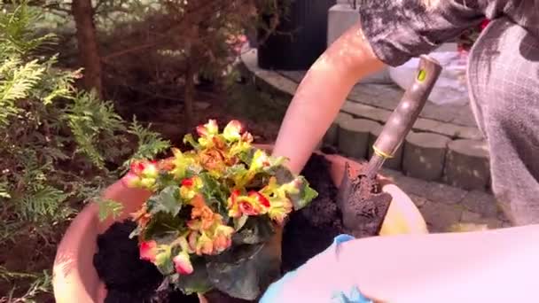 Spring Planting Begonia Flowers Large Outdoor Pot Courtyard House Morning — Vídeos de Stock