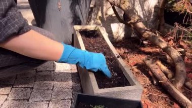 Mavi eldivenli bir kadın eli, güneşli bir sabahta, bir evin terasında dikdörtgen şeklinde bir saksıya dikilmiş çiçek tohumlarını saklar. Boş zamanlarında çiçekçilik ve bahçe işleri, hobi