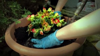 Spring planting of begonia flowers in a large outdoor pot in the courtyard of the house in the morning, hands in blue gloves of a young woman doing gardening.
