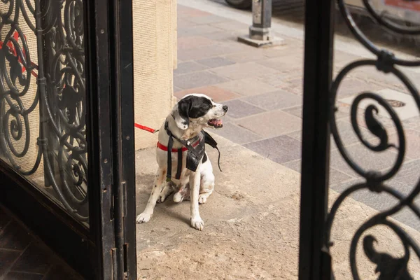 A lonely dog without a muzzle is tied at the entrance to the black bars of an open metal door waiting for its owner, the concept of expectation and devotion