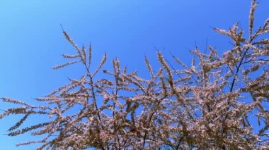 Pembe tamarisk 'in narin çiçekleri (tamarisk) ilkbaharda mavi gökyüzüne karşı çiçek açarken rüzgarda sallanıyor, çiçeklerdeki arılar nektar topluyor.