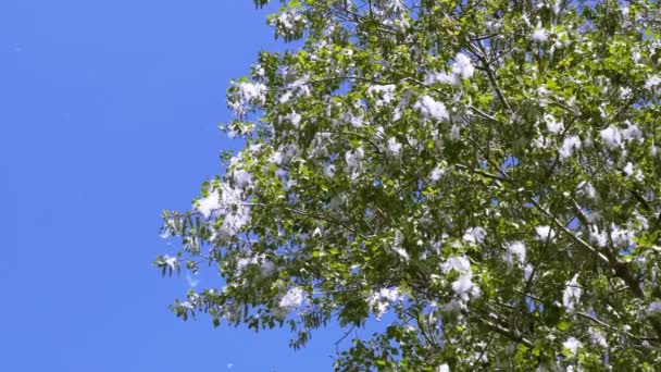 Güneşli Bir Günde Uzun Yeşil Bir Ağacın Dallarında Mavi Gökyüzüne — Stok video