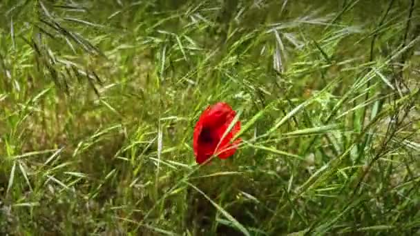 Ένα Μοναχικό Κόκκινο Λουλούδι Παπαρούνας Ταλαντεύεται Στον Άνεμο Ανάμεσα Στα — Αρχείο Βίντεο