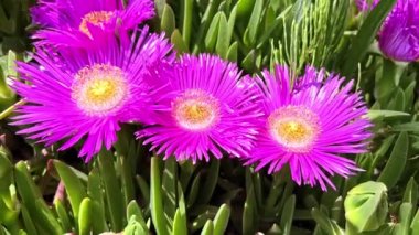 Güneşli bir günde, Carpobrotus edulis (Carpobrotus edulis), aslan pençesi veya bıçak otu olarak bilinen çiçekli bir bitkidir..