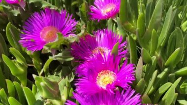 Güneşli bir günde Carpobrotus edulis 'ten (Carpobrotus edulis), aslan pençesi veya bıçak otu olarak bilinen çiçekli bir bitkiden nektar toplar.