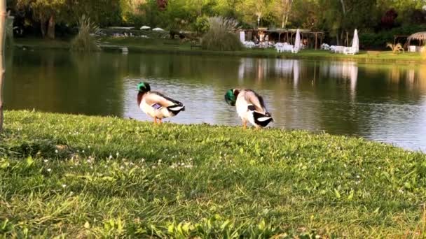 Two Ducks Preening Feathers Green Bank Pond Motorhome Trailers Other — Stock Video