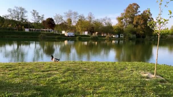Duck Walks Green Bank Pond Trailers Motorhomes Other Side Campsite — Stock Video