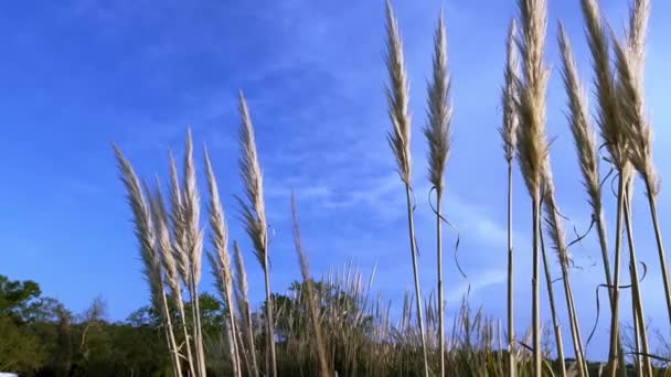 Stora Öron Kustgräs Solljuset Svajar Vinden Mot Den Blå Himlen — Stockvideo