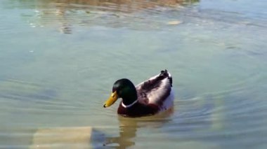 Sakin bir su yüzeyinde yüzen vahşi ördeğin (Anas platyrhynchos) yakın çekimi