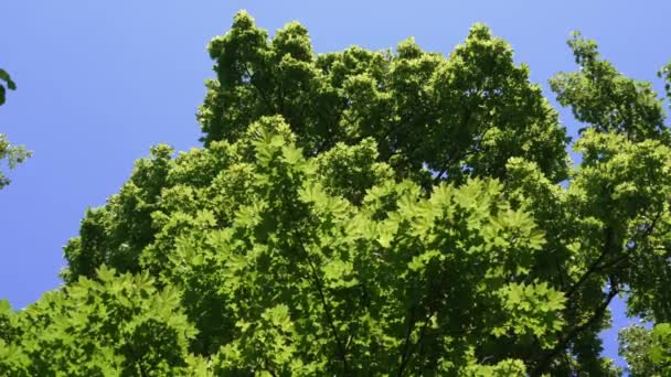 風に揺れる青い空に照りつける若い葉を持つ背の高いカエデの枝 カエデの葉は太陽によって半透明です — ストック動画