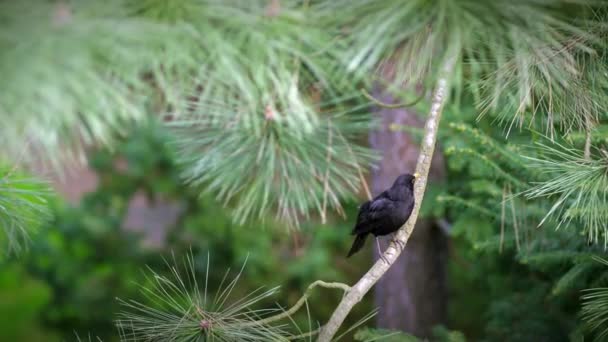 Чоловічий Чорний Птах Turdus Merula Гілці Хвойного Дерева Оглядає Навколишнє — стокове відео