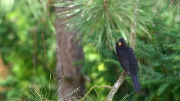 Male Blackbird Turdus Merula Branch Coniferous Tree Inspects Surroundings Sunny — Stock Video