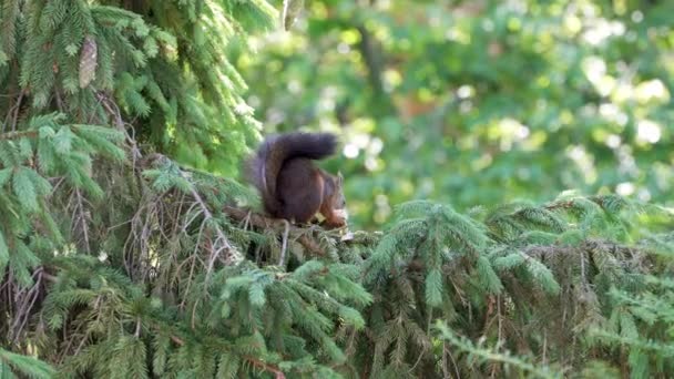Small Squirrel Large Fluffy Tail Eats Cone Holding Its Paws — Stock Video