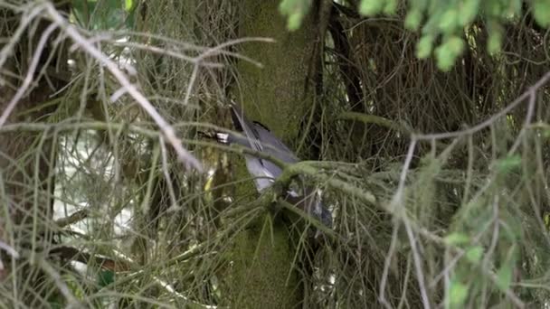비둘기 콜롬바팔 침엽수 나무에 둥지를 나뭇가지를 모은다 — 비디오