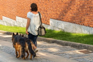 Omzunda seyahat çantası olan profesyonel bir köpek gezdiricisi. Güneşli bir günde iki köpeği olan genç bir kadın. Beyaz bluzlu fitness kızı tasmalı iki Alman çoban köpeğini gezdirir.