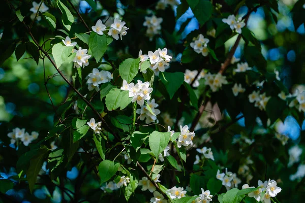 Güneş Jasminum Officinale Beyaz Çiçeklerini Yeşil Yapraklarını Seçerek Aydınlatır Mavi — Stok fotoğraf