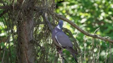 Vyakhir (Columba palumbus), kozalaklı bir ağacın dalında oturur ve kanatlarını açarak yeşil yaprakların üzerindeki güneş ışığının bulanık arka planına doğru uçar.