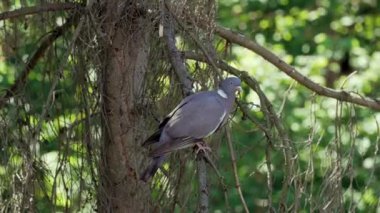 Vyakhir (Columba palumbus), yeşil yapraklar üzerindeki güneş ışığı oyununun bulanık arka planına karşı eski bir kozalaklı ağacın dalında oturan güvercin cinlerinin bir kuşudur.