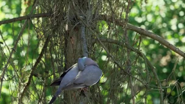 Vyakhir Columba Palumbus Bird Genus Pigeons Summer Day Sits Branch — Stockvideo