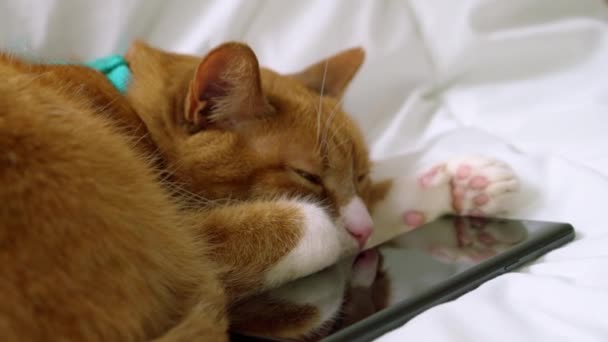 Primer Plano Gato Rojo Esponjoso Con Patas Blancas Una Nariz — Vídeo de stock