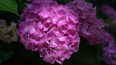 Mor bir güneşe benzeyen mor bir güneş çiçeği olan ortanca makrofilenin yapraklarına küçük yağmur damlaları düşer. Yavaş çekim, yakın çekim, güzel çiçek tomurcukları ortanca mavisi