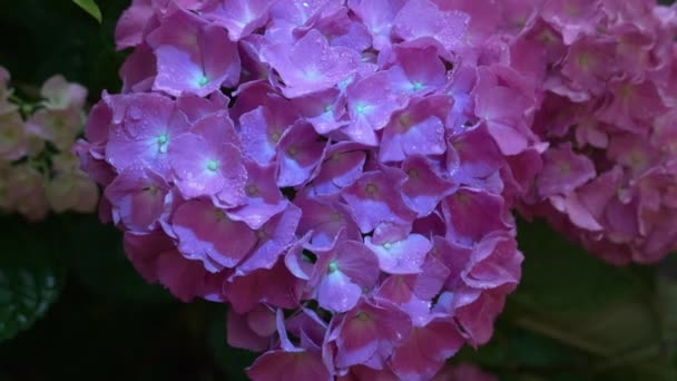 Małe Krople Deszczu Spadają Płatki Makrofilii Hortensji Fioletowego Kwiatu Słonecznego — Wideo stockowe