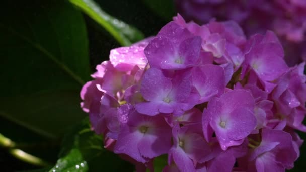 Kis Esőcseppek Hullanak Hydrangea Macrophylla Szirmaira Egy Lila Napraforgóra Ami — Stock videók