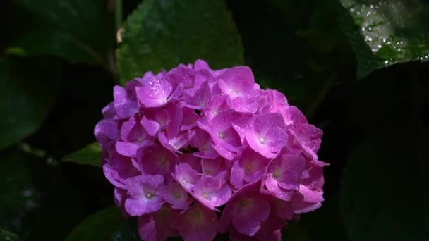 Małe Krople Deszczu Spadają Płatki Makrofilii Hortensji Fioletowego Kwiatu Słonecznego — Wideo stockowe