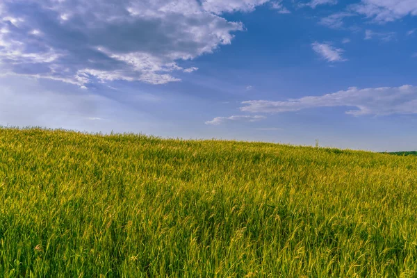 Zielone Pole Pszenicy Pod Błękitnym Niebem Słoneczny Wieczór Kultura Agronomiczna — Zdjęcie stockowe