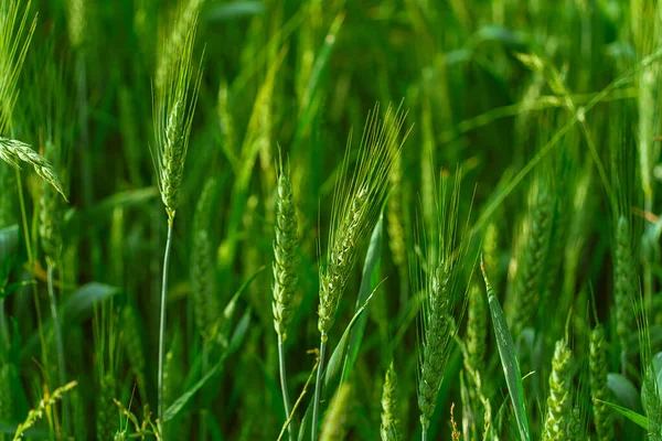 Zielone Uszy Zbóż Zbliżenie Pól Pszenicy Kultura Agronomiczna Produkcja Roślinna — Zdjęcie stockowe