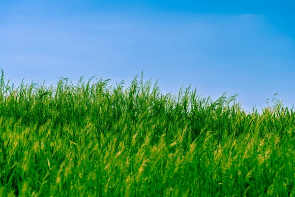 Zielone Pole Pszenicy Pod Błękitnym Niebem Słoneczny Wieczór Kultura Agronomiczna — Zdjęcie stockowe