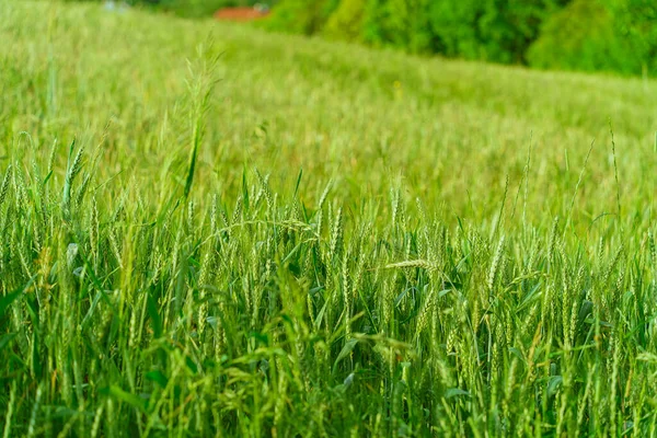 Zelené Uši Pšeničného Pole Zblízka Agronomická Kultura Rostlinná Výroba Zemědělství — Stock fotografie